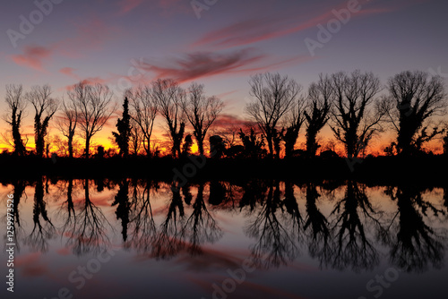 Obraz na płótnie sagome di alberi spogli in controluce che si riflettono insieme ad un bellissimo cielo colorato al tramonto sulla superficie piatta e calma del fiume Isonzo, nell'Italia nord-orientale, in inverno w salonie
