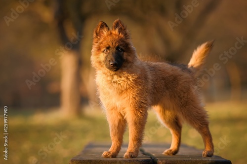 Foto Belgian Shepherd Tervueren puppy in the colors of the sunset
