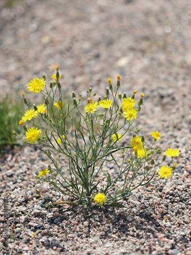 Narrowleaf Hawksbeard, Crepis tectorum, also known as Narrow-leaved hawk’s-beard or Wall hawk’s-beard, wild flowering plant from Finlnad