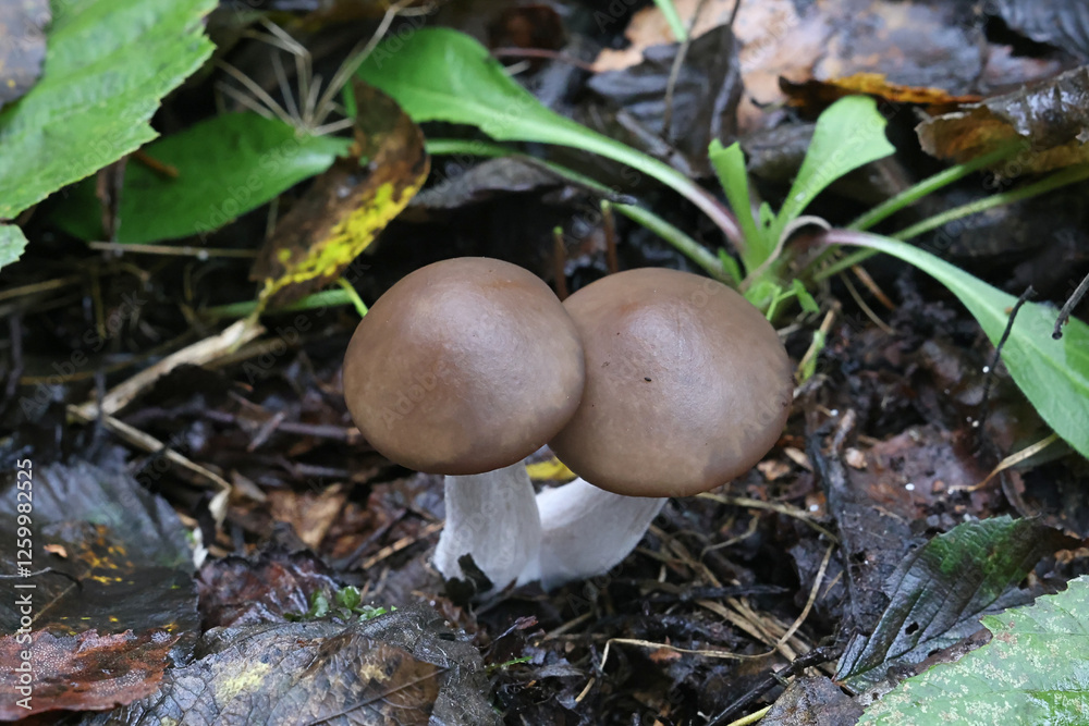 Lepista nuda, commonly known as Wood Blewit, wild mushroom from Finland Lepista nuda, commonly known as Wood Blewit, wild mushroom from Finland