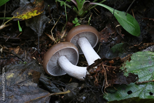 Lepista nuda, commonly known as Wood Blewit, wild mushroom from Finland photo