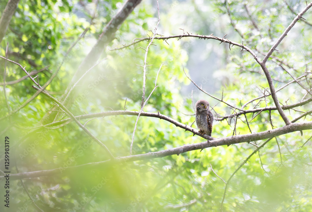 The beautiful Jungle owlet also known as Asian barred owlet, perched on a branch in a forest. The background is large tree with lush green foliage. The beautiful Jungle owlet also known as Asian barred owlet, perched on a branch in a forest. The background is large tree with lush green foliage.