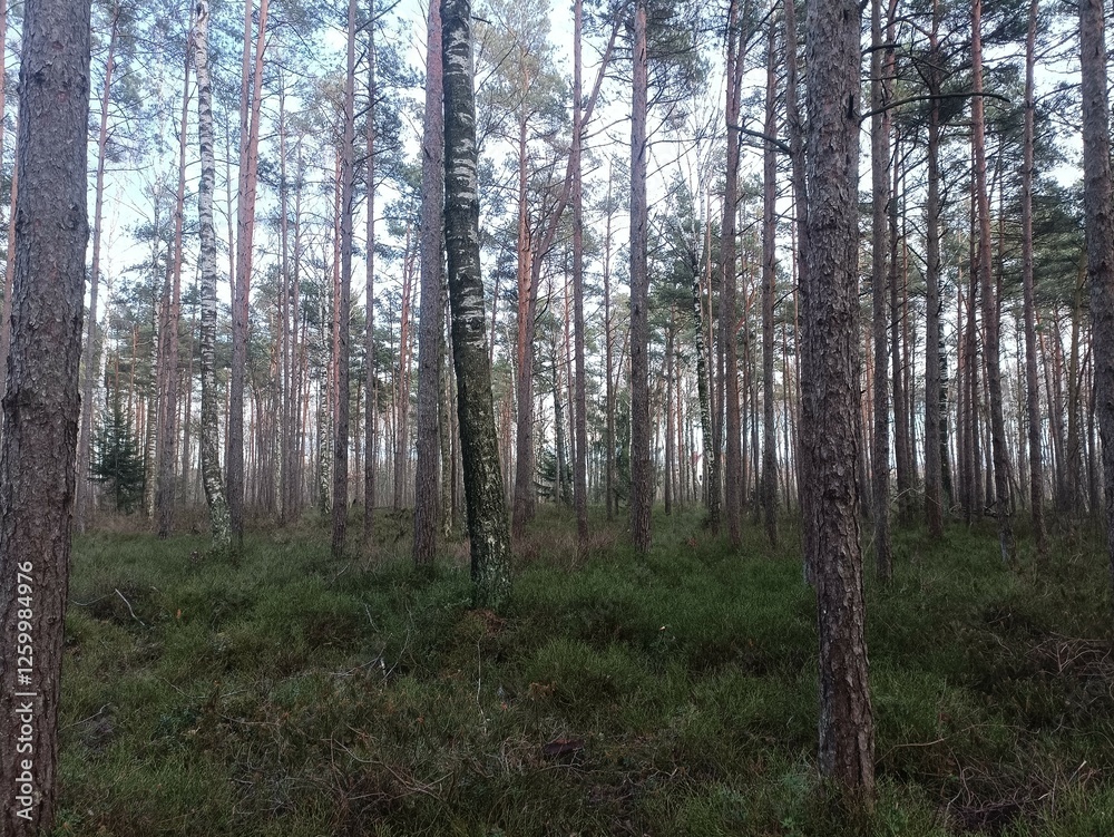 Rekyva forest during sunny late autumn day. Pine and birch tree woodland. Blueberry bushes are growing in woods. Sunny day with white and gray clouds in sky. Fall season. Nature. Rekyvos miskas. Rekyva forest during sunny late autumn day. Pine and birch tree woodland. Blueberry bushes are growing in woods. Sunny day with white and gray clouds in sky. Fall season. Nature. Rekyvos miskas.