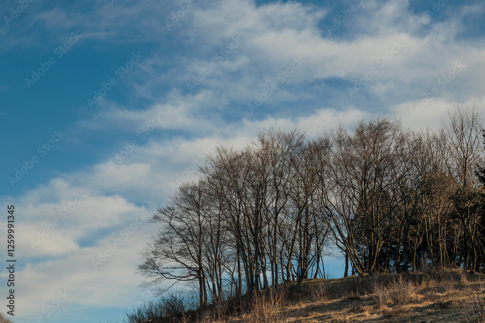 dettagli di un ambiente collinare con alberi spogli, sotto un cielo sereno, coperto da qualche nuvola, in Slovenia, di pomeriggio, in inverno