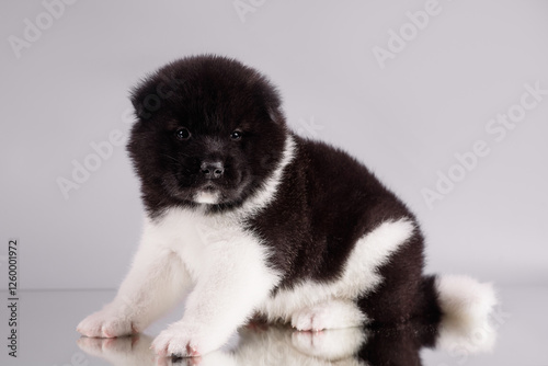 akita puppy