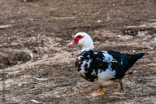 Cairina moschata duck with red head and black and white feathers  photo