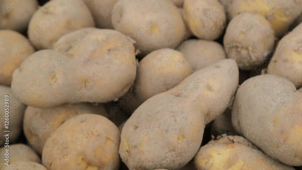 Freshly harvested dirt-covered potatoes Freshly harvested dirt-covered potatoes