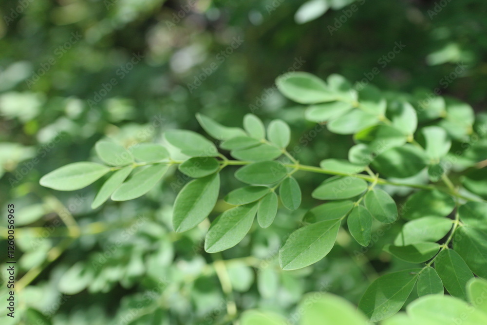 Fresh moringa oleifera folium plant, rich in antioxidant and often considered as superfood because of its high nutrition value Fresh moringa oleifera folium plant, rich in antioxidant and often considered as superfood because of its high nutrition value