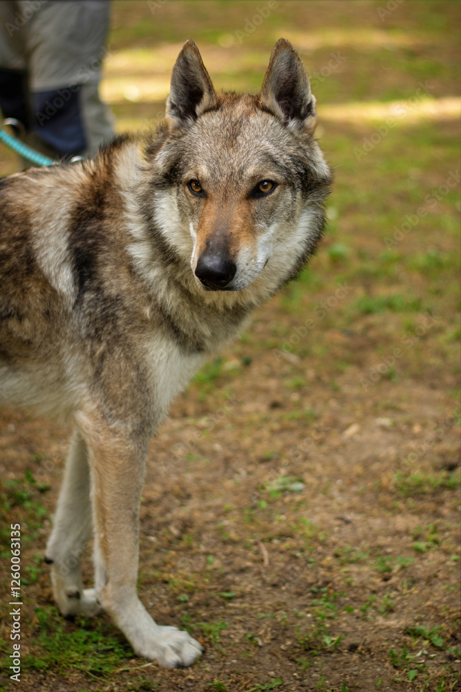 Outdoor portrait of a Czechoslovakian Wolfdog Outdoor portrait of a Czechoslovakian Wolfdog