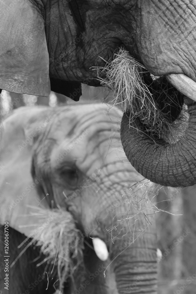 close up of an elephants