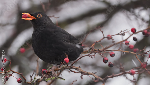 Obraz na płótnie It's snowing. A blackbird flew into the dining room on a hawthorn bush. w salonie