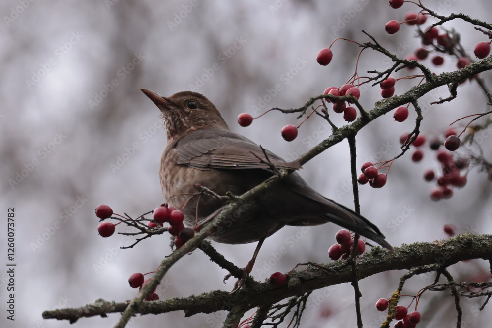 Fieldfare on a hawthorn bush.