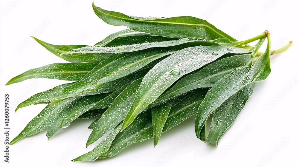 Obraz premium paniculata leaves with dew drops, creating a fresh and natural appearance, suitable for health and wellness themes. Andrographis paniculata, plant, flower, leaves, Thai herbs Andrographis paniculata, 