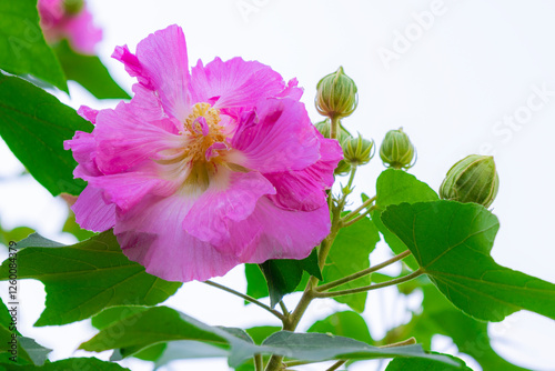 mutabilis, also known as Confederate rose, Dixie rosemallow, or cotton rosemallow, is a beautiful bright Pink flower in bloom. This photo was taken in Myanmar. photo