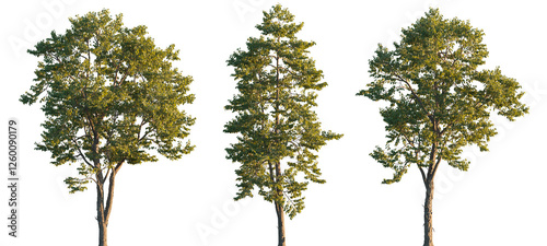 Wallpaper Mural Swida Walteri (Cornus walteri, Walter's dogwood) deciduous shrub or small tree isolated png on a transparent background premium realistic cutout Torontodigital.ca