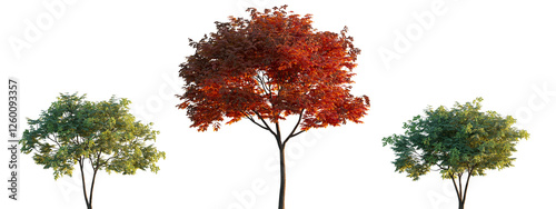 Koelreuteria paniculata flowering tree and bush isolated png on a transparent background premium cutout (Golden Rain Tree, Goldenrain Tree, Panicled Golden Raintree, Pride of India, Varnish Tree) photo