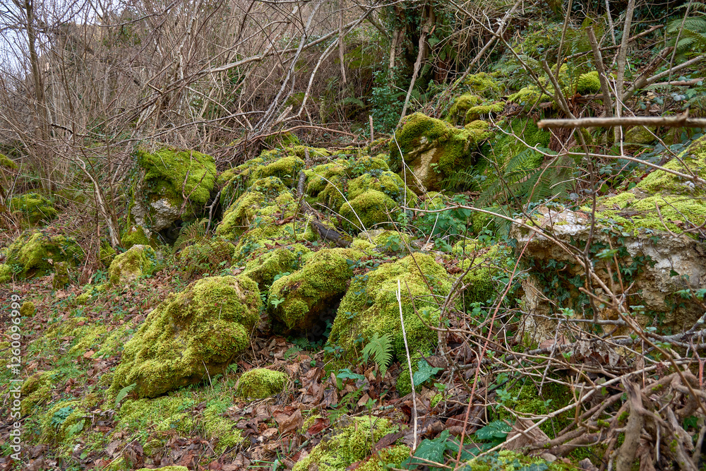 Vibrant green moss covering rugged mountain rocks in Pola de Somiedo, Asturias, Spain Vibrant green moss covering rugged mountain rocks in Pola de Somiedo, Asturias, Spain