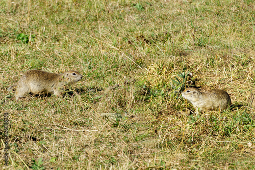 Two ground squirrels in grassy field, alert and attentive, surrounded by  natural beauty of their habitat. Western Little Ground Squirrel (Spermophilus musicus), or gopher. Kabardino-Balkaria. Chegem photo