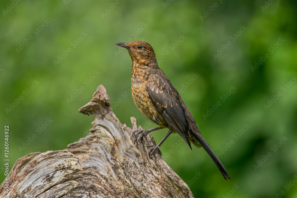 Blackbird, female, close up in forest in the uk Blackbird, female, close up in forest in the uk