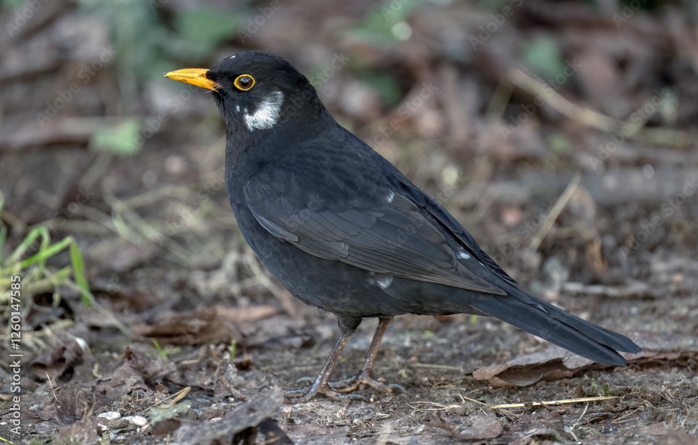 Obraz premium Generated image