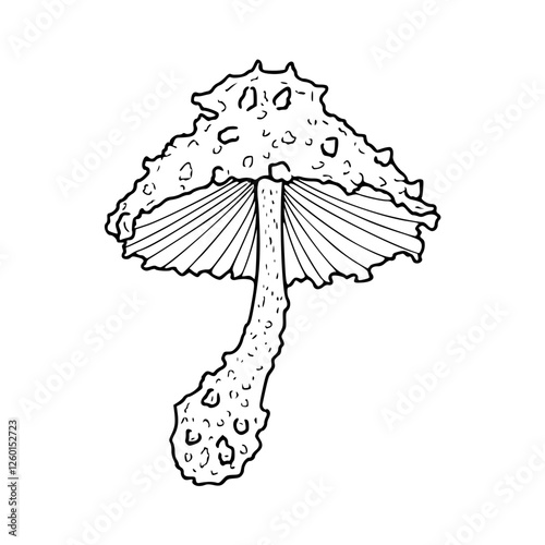 edible mushroom vector graphic : detailed line drawing