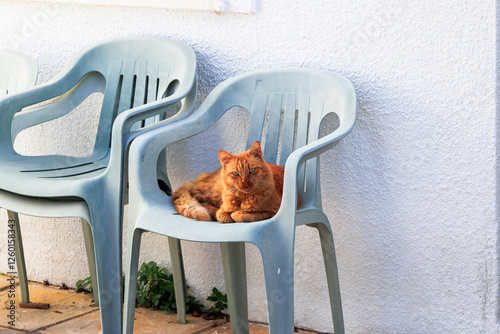 Relaxed ginger cat lounging on a plastic chair in the Mediterranean sun, Paphos, Cyprus