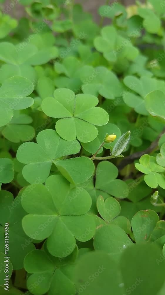 Close up of clover leaves with gentle breeze Close up of clover leaves with gentle breeze