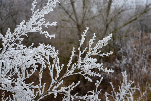 Hard rime or hoarfrost on a bush forms a beautiful pattern