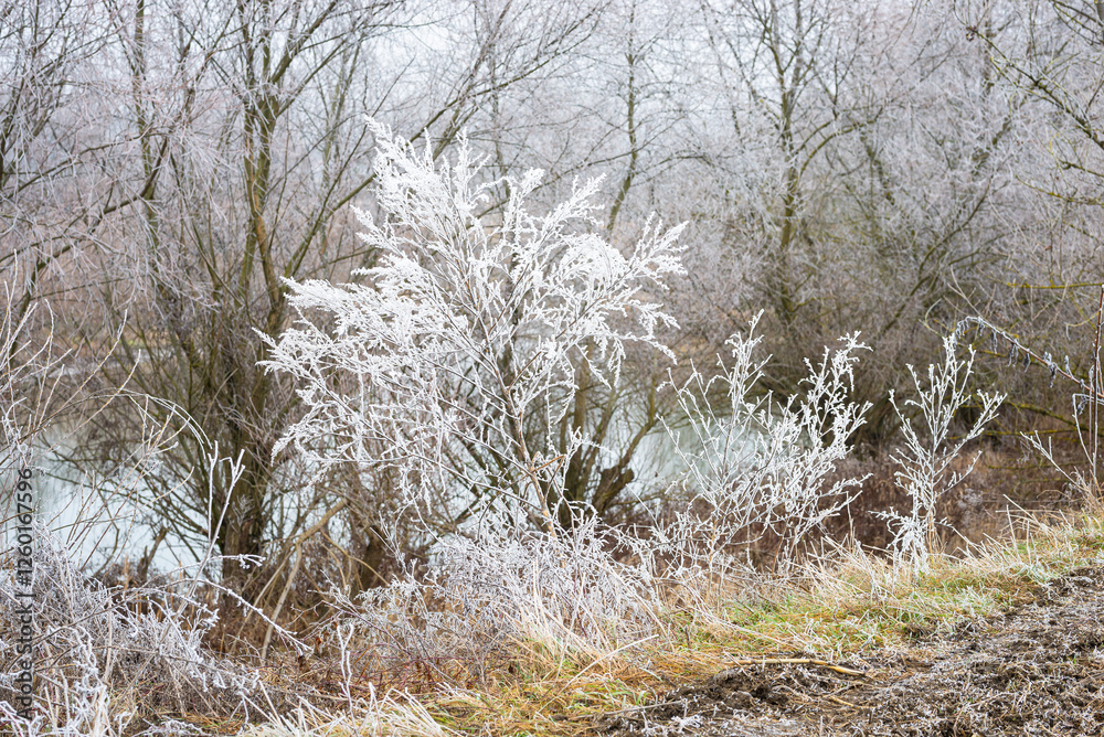 Rime ice or hoarfrost on bushes after a cold misty night Rime ice or hoarfrost on bushes after a cold misty night