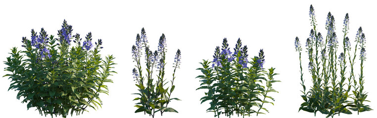 Set of frontal Veronica teucrium and Veronica gentianoides isolated png on a transparent background perfectly cutout high resolution