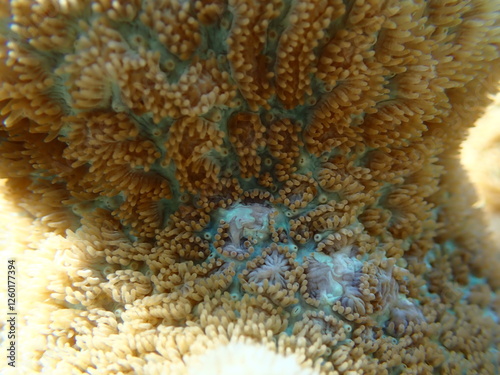 Red-mouth mushroom anemone (Rhodactis rhodostoma) colony close-up undersea, Red Sea, Egypt, Sharm El Sheikh, Montazah Bay photo