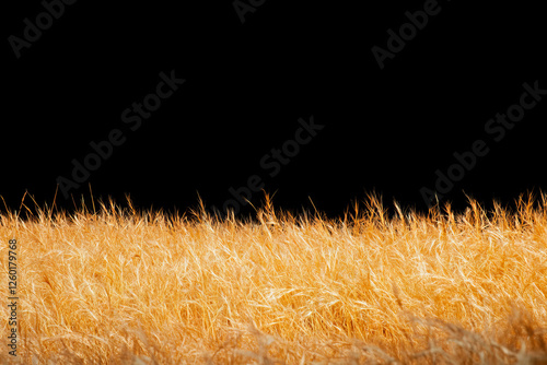 Texture of short dry grass with yellowed tips against a black background photo