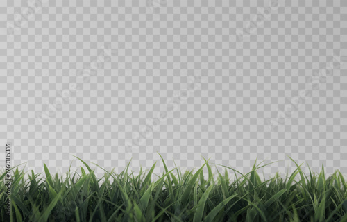 Vector grass, lawn. Grasses png, lawn png. Young green grass. Grass border, vector illustration.