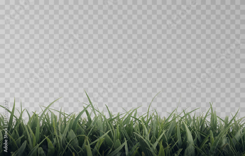 Vector grass, lawn. Grasses png, lawn png. Young green grass. Grass border, vector illustration.