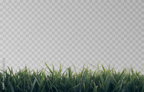 Vector grass, lawn. Grasses png, lawn png. Young green grass. Grass border, vector illustration.