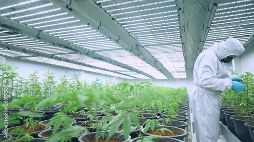 Close up a male scientists laboratory uniform collecting growth data of a young green potted plants. Plants laboratory controls a humidity for a rich quality harvest. Alternative Medical Hemp Industry