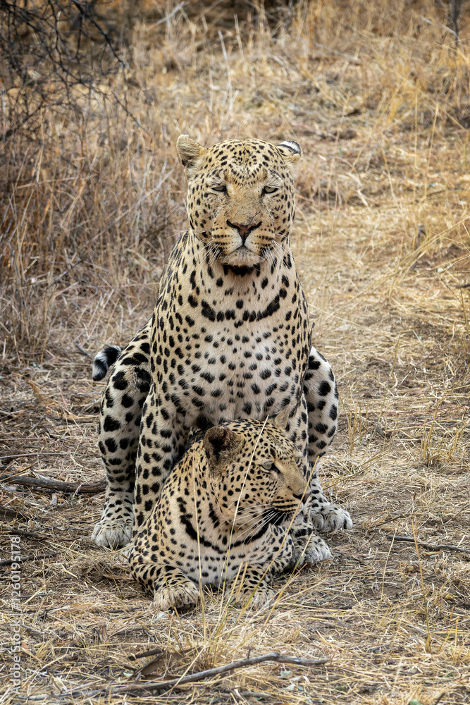 Breeding pair of leopards, couple of male and female leopards mating in Namibia, Africa Breeding pair of leopards, couple of male and female leopards mating in Namibia, Africa