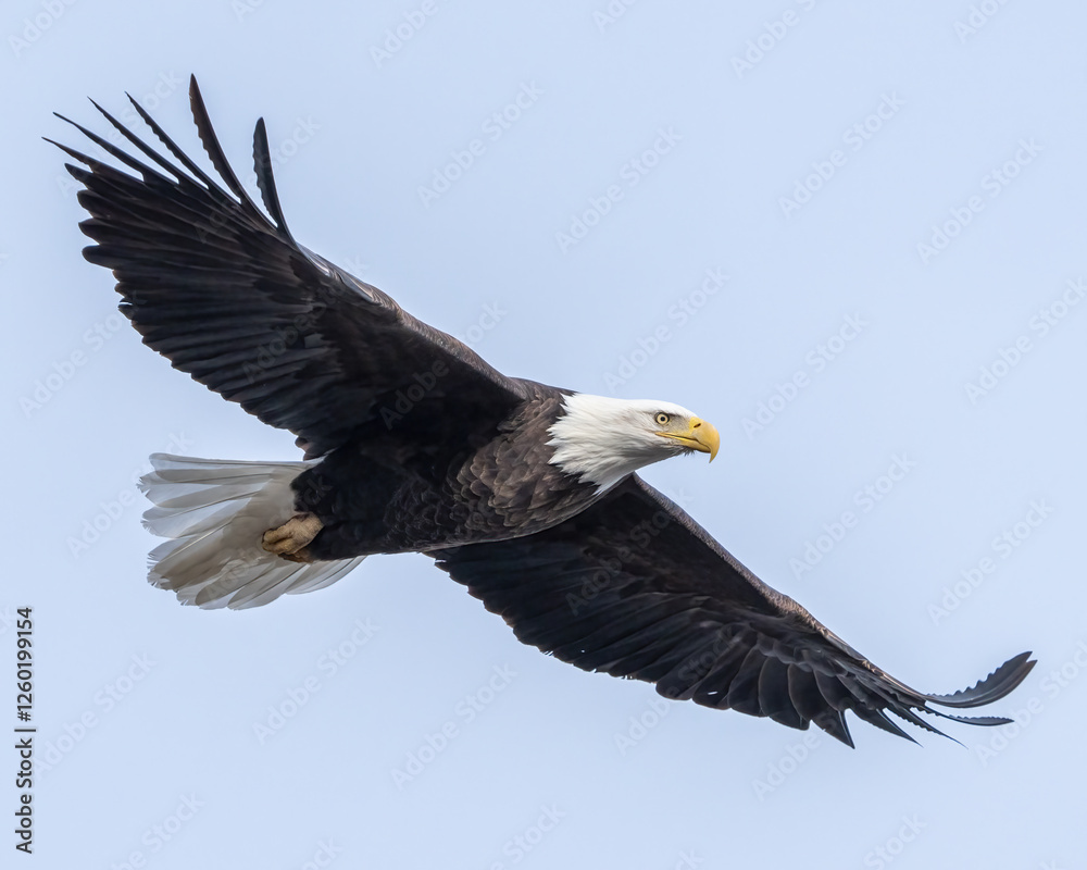 Obraz premium Bald Eagle in flight