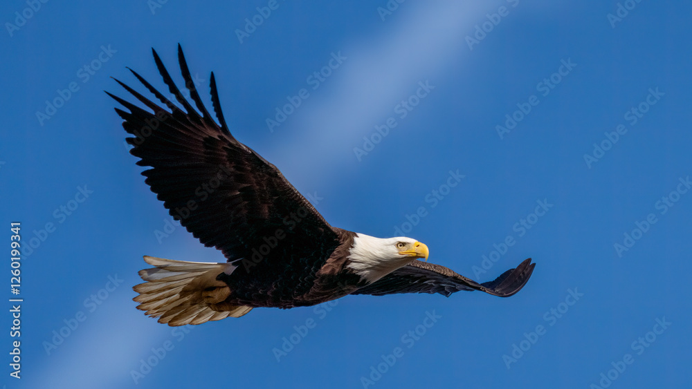 Obraz premium Bald Eagles in flight