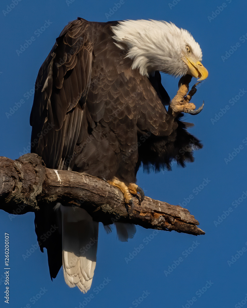 Obraz premium Bald Eagle on a perch