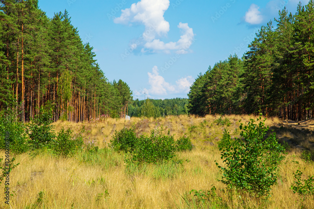Wide cleared strip in a pine forest. Wide cleared strip in a pine forest.