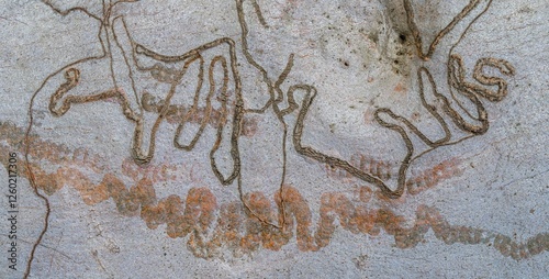 Dual Scribbles on Scribbly Gum Bark photo