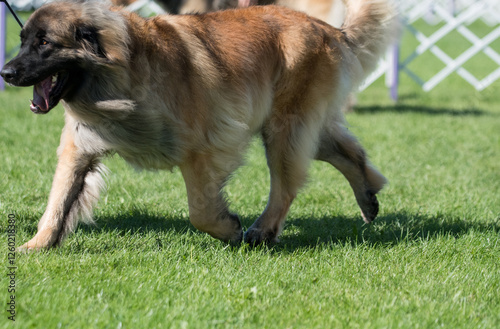 Leonberger striding across the dog show ring photo