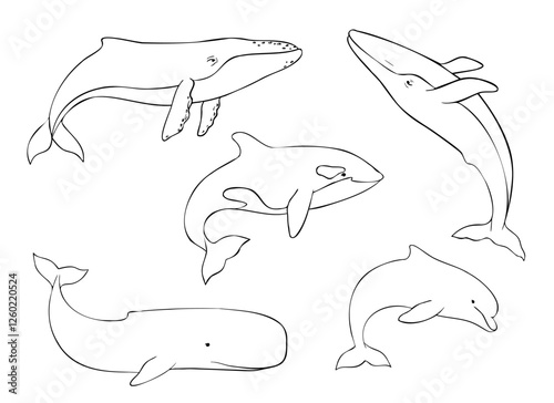 Set of Vector cetaceans fish. Underwater animal of Blue whale, Orcinus orca, Dolphin and cachalot. Hand drawn contour illustration of Aquatic placental marine mammal with flippers and tail. Etching of