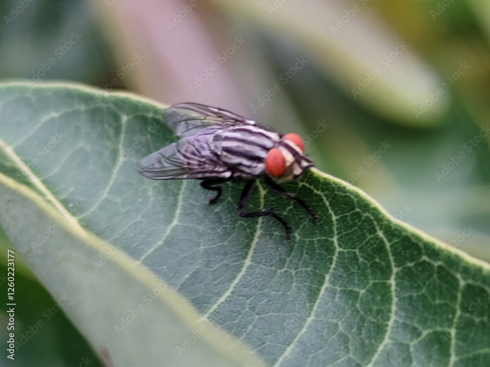Flies with red eyes and thin wings perched on green leaves. This type is often seen flying in kitchens, cages and trash cans. Flies with red eyes and thin wings perched on green leaves. This type is often seen flying in kitchens, cages and trash cans.