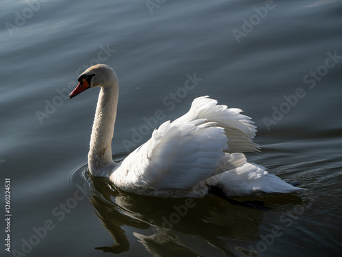 Mute swan (Cygnus olor) gracefully swimming on calm water. Elegant posture with arched neck and raised wings. Close-up wildlife photography