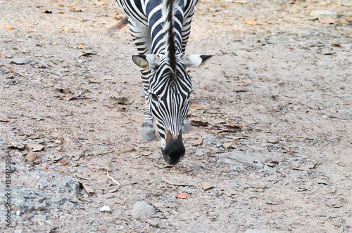 zebra or Equus or Hippotigri photo