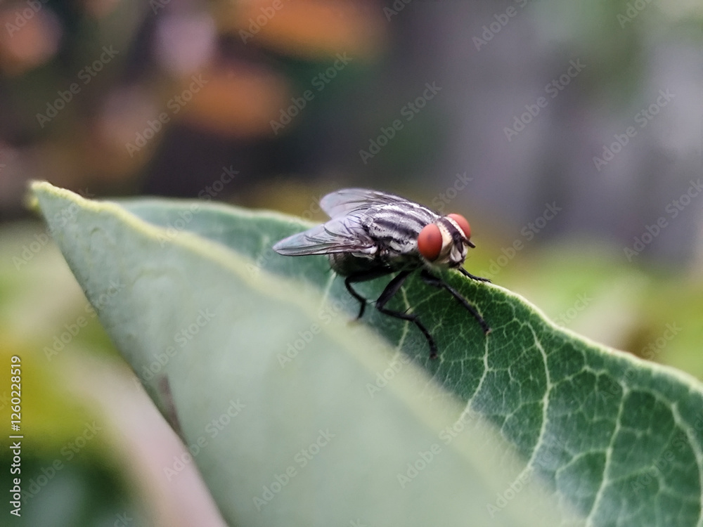 Flies with red eyes and thin wings perched on green leaves. This type is often seen flying in kitchens, cages and trash cans. Flies with red eyes and thin wings perched on green leaves. This type is often seen flying in kitchens, cages and trash cans.