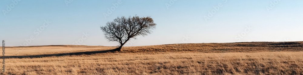 Obraz premium Leafless Tree in Dry Grassland Under Clear Sky