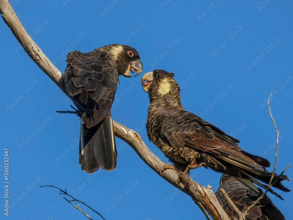Fotografie Common Brushtail Possum (Trichosurus vulpecula) in Australia